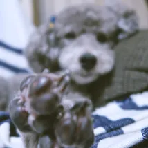 かわにしのプロフィール画像