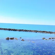 Maho Hattoriのプロフィール画像