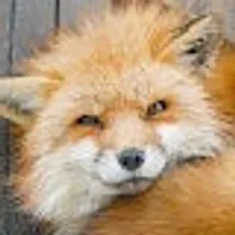 髙橋 穂高のプロフィール画像